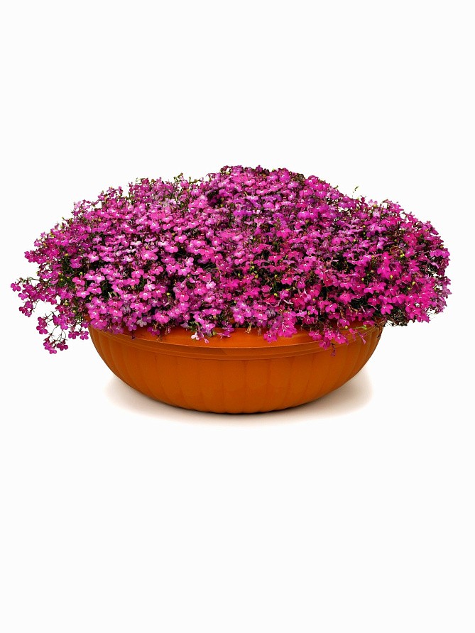 Партнер Лобелия каскадная РИВЬЕРА РОУЗ ^(10шт в амп), изображение 3