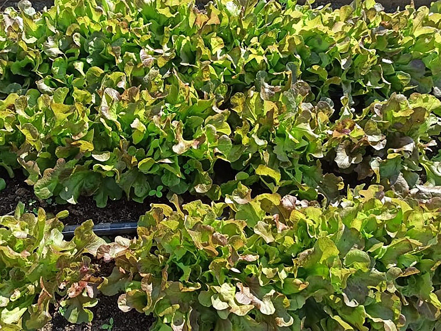 Партнер Салат листовой ЭМИЛИ ^(1г), изображение 3