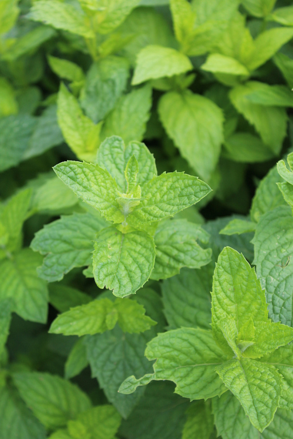 Партнер Мята МЕНТОЛ ^(0,05г), изображение 1