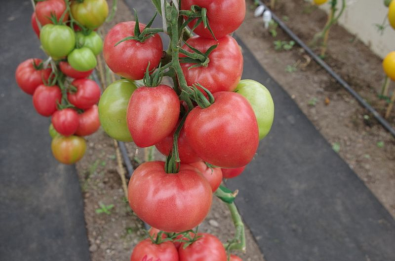 Партнер Томат МАЛИНОВАЯ ИМПЕРИЯ F1 ^(10шт) 2-ной пак, изображение 5