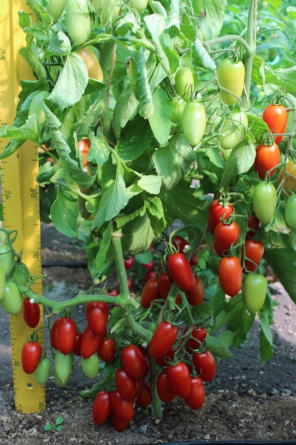 Партнер Томат ДЖЕК ПОТ F1 ^(5шт) 2-ной пак, изображение 1