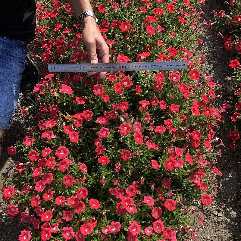 Партнер Петуния серия "Мими" СТЕФАНИЯ F1 / многоцветковая каскадная^(5шт в амп), изображение 5