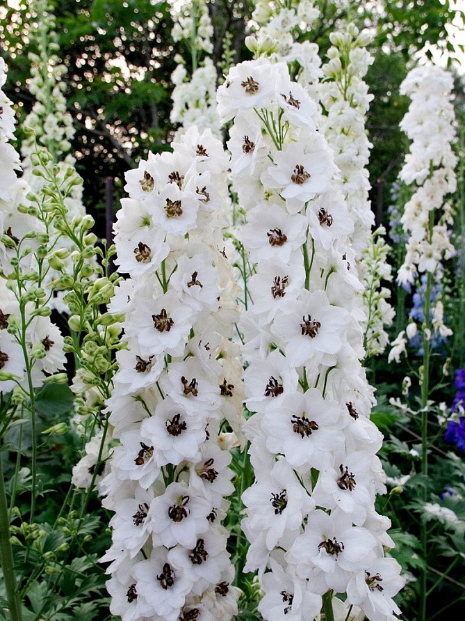 Партнер Дельфиниум F1 новозеландский БЛЭК АЙТ ЭНЖЕЛС ^(3шт), изображение 4