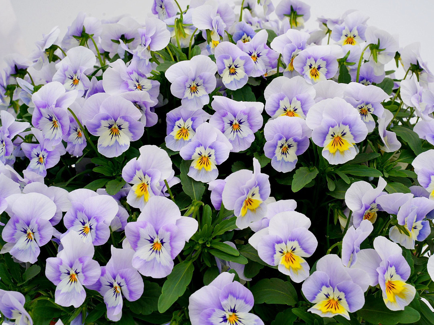 Партнер Виола F1 серия "Соблазн" ВЛЮБЛЕННЫЙ ЭЛЬФ ^(5шт в амп), изображение 3