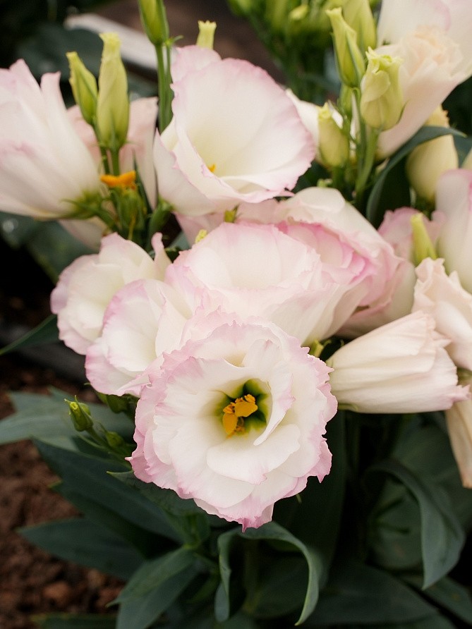 Партнер Эустома F1 карликовая махровая ЛЕДИ КЭМЕРОН ^(5шт в амп), изображение 1