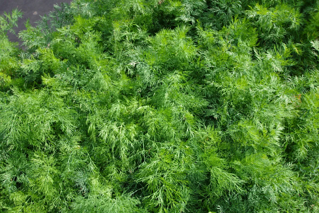 Укроп Аллигатор: как получать свежую зелень с одного куста с весны до поздней осени