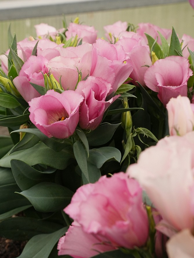 Партнер Эустома F1 карликовая МИСС МАЙЛИ ^(5шт в амп), изображение 5