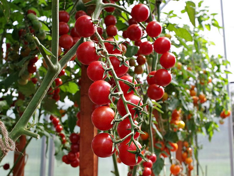 Партнер Томат КАРАМЕЛЛА F1 ^(5шт) 2-ной пак, изображение 1