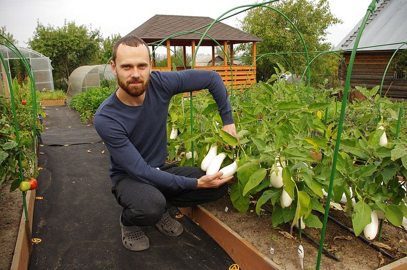 Партнер Баклажан БИБО F1 ^(10шт) 2-ной пак, изображение 2