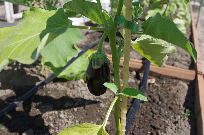 Партнер Баклажан АЛМАЗ ^(0,5г), изображение 2