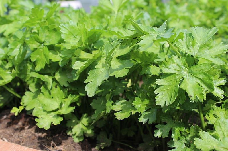 Партнер Петрушка листовая КАРНАВАЛ ^(2г), изображение 2