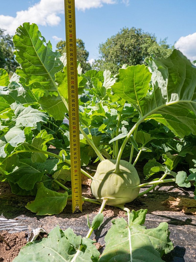 Партнер Капуста кольраби КОРИСТ F1 ^(10шт), изображение 1