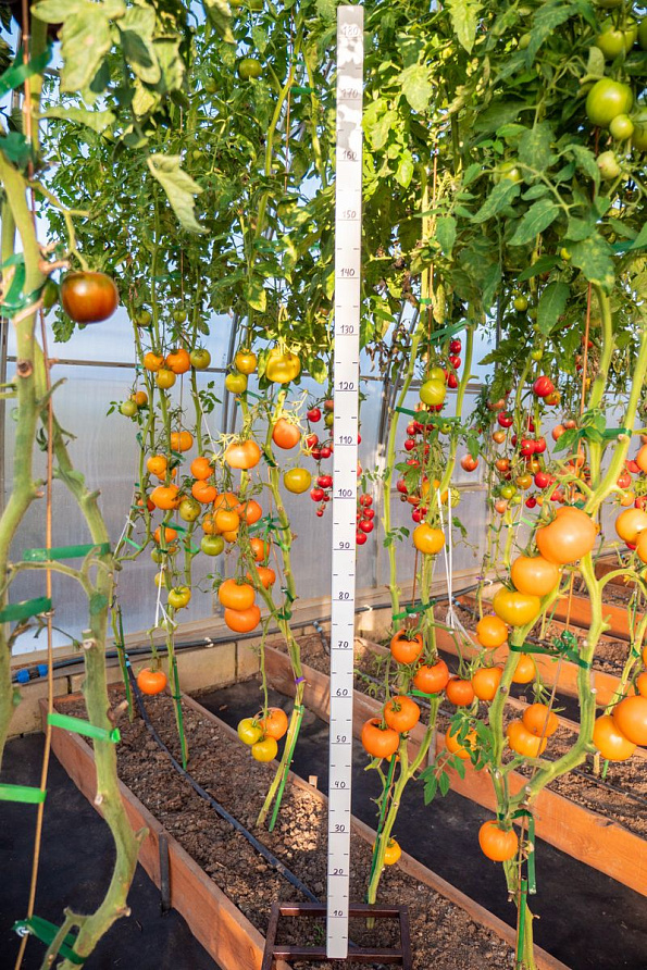 Партнер Томат ЗОЛОТОЙ ОРФЕЙ ^(0,05г) 2-ной пак, изображение 2