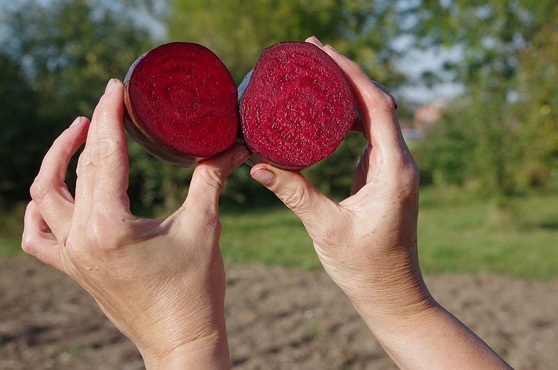 Партнер Свекла ТАУНУС F1 ^(1г), изображение 4