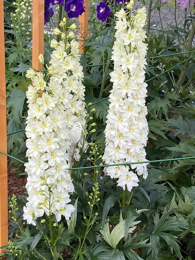 Партнер Дельфиниум F1 новозеландский МИНИ СТАР ^(3шт), изображение 6