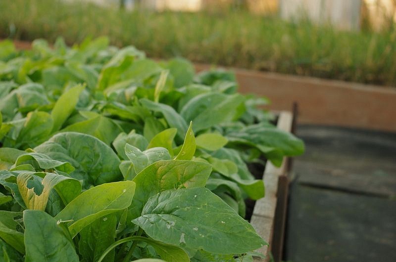 Партнер Шпинат МАТАДОР ^(5г), изображение 4