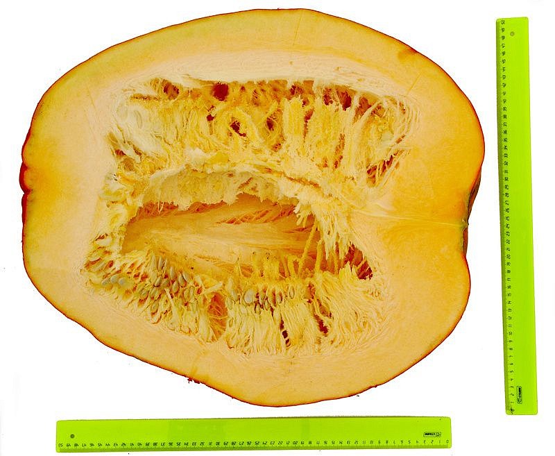 Партнер Тыква АТЛАНТ ^(10шт), изображение 2