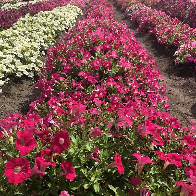 Партнер Петуния серия "Ма Шери" САРА F1 / многоцветковая полуампельная^(5шт в амп), изображение 1