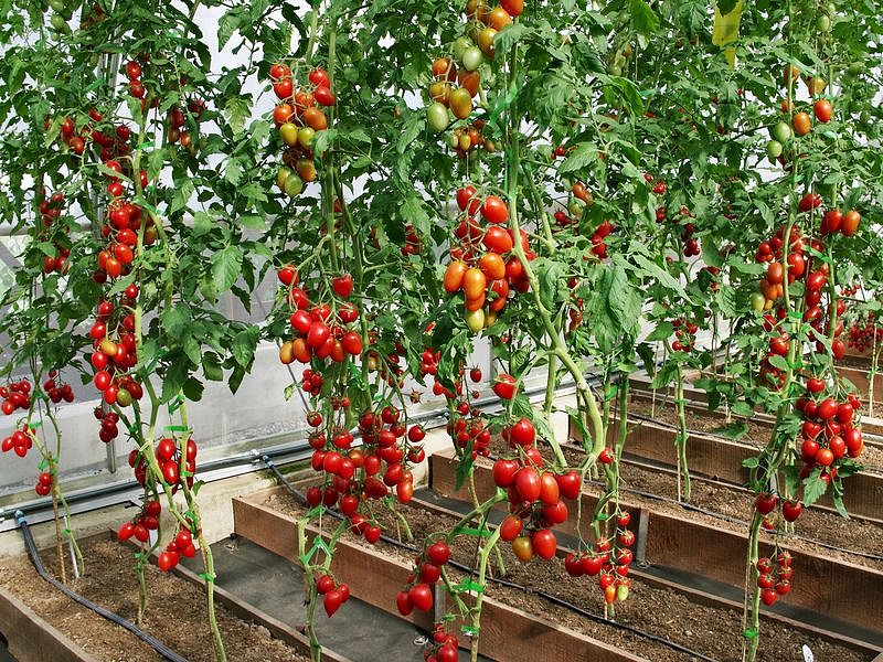 Партнер Томат ДЖУР-ДЖУР F1 ^(5шт) 2-ной пак, изображение 5