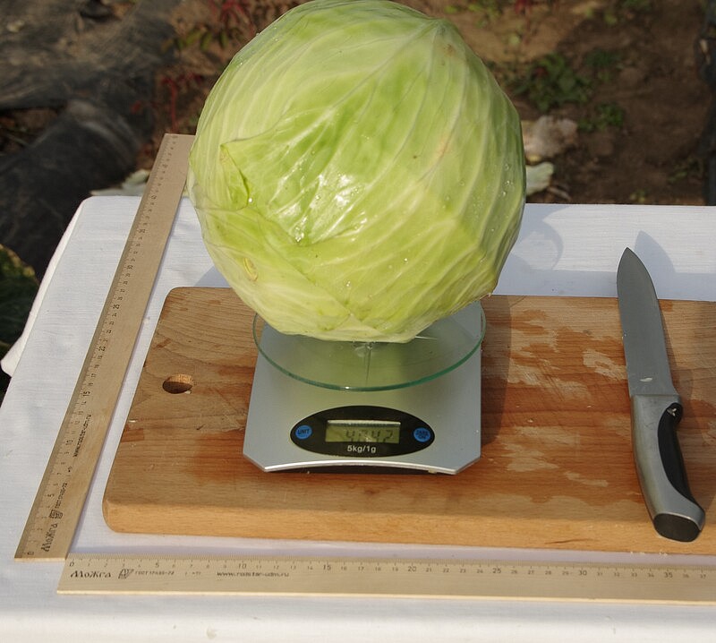 Партнер Капуста б/к ДУБЛЕР F1 ^(0,2г в амп), изображение 4