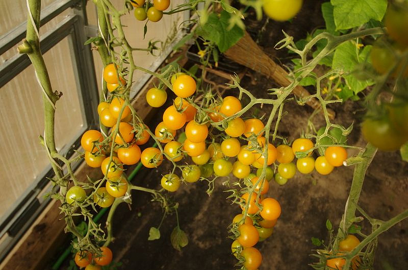 Партнер Томат ЧЕРРИ КРАСКИ F1 ^(5шт) 2-ной пак, изображение 4