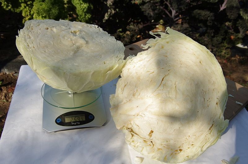 Партнер Капуста б/к СБ-3 F1 ^(0,2г в амп), изображение 2