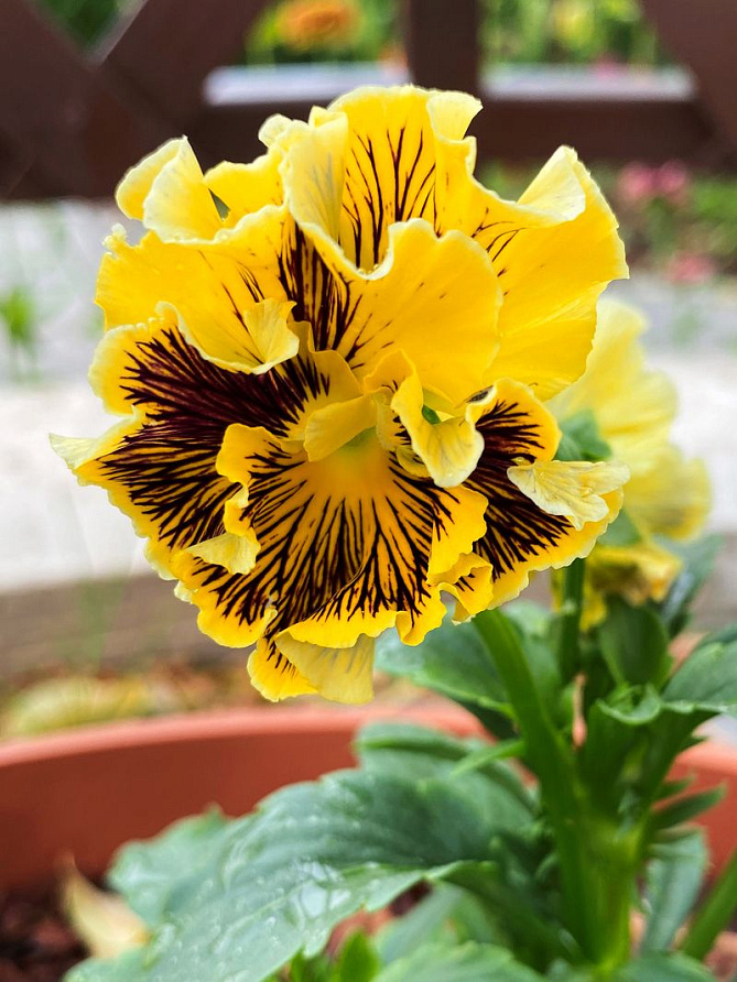 Партнер Виола F1 бахромчатая серия "Танго-манго" КАН КАН ^(5шт) 2-ной пак, изображение 2