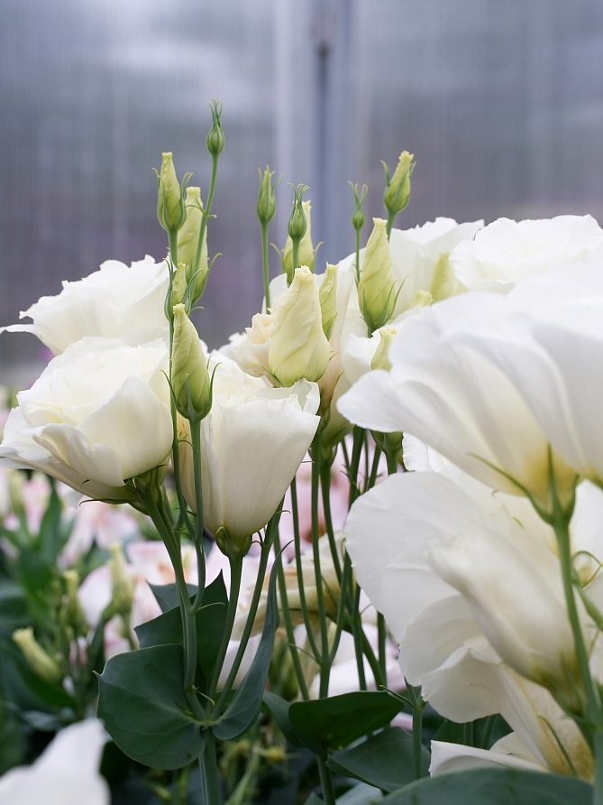 Партнер Эустома F1 карликовая махровая ЛЕДИ БЭНКС ^(5шт в амп), изображение 5