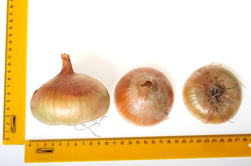 Партнер Лук репчатый ШТУТТГАРТЕР РИЗЕН ^(1г), изображение 4