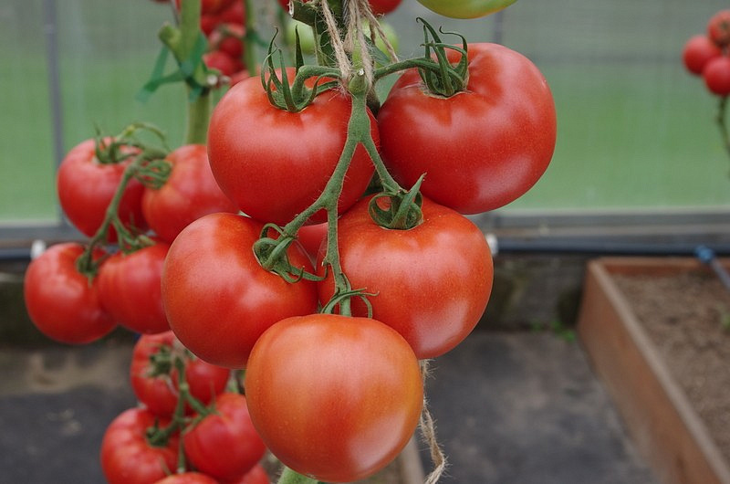 Партнер Томат КРАСНЫЙ ФАКЕЛ F1 ^(5шт) 2-ной пак, изображение 4