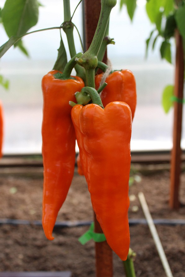 Партнер Перец ПИККАДИЛИ ^(0,25г) 2-ной пак, изображение 2