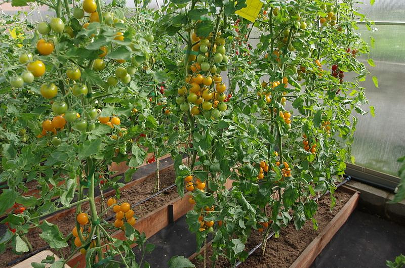 Партнер Томат ЧЕРРИ КРАСКИ F1 ^(5шт) 2-ной пак, изображение 5