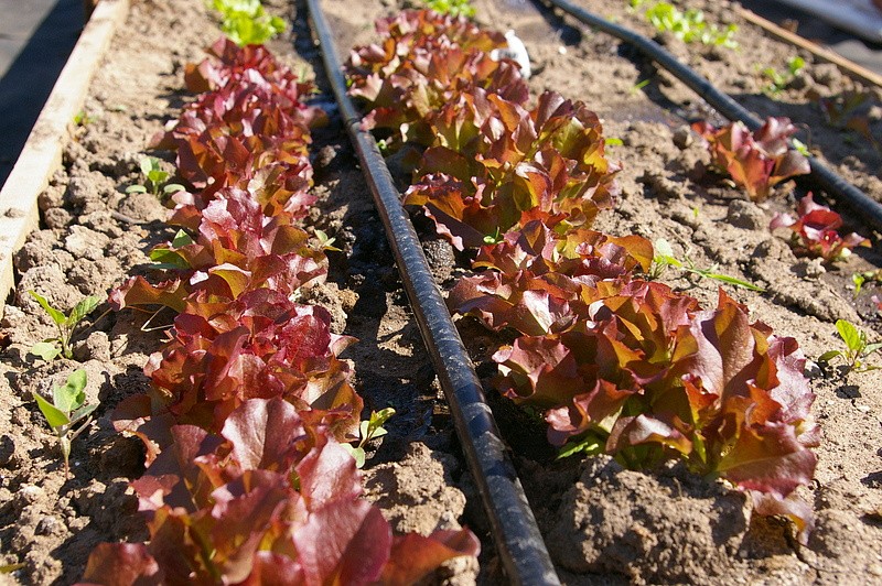 Партнер Салат листовой РОСЕЛЛА ^(1г), изображение 3