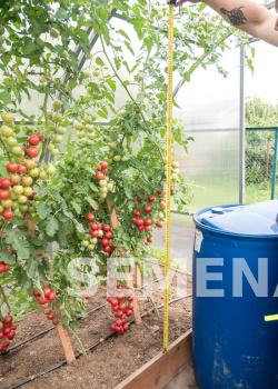 Партнер Томат ЧЕРРИ ЛИТЛПИНКИ F1 ^(10шт) 2-ной пак фото 5