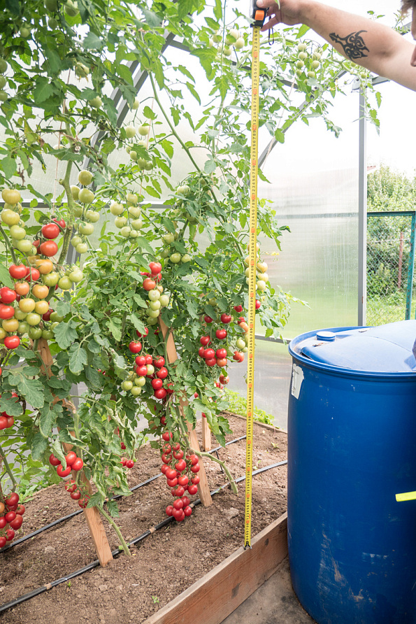 Партнер Томат ЧЕРРИ ЛИТЛПИНКИ F1 ^(10шт) 2-ной пак, изображение 5