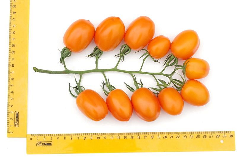 Партнер Томат ВЕРСАЛЬ F1 ^(10шт) 2-ной пак, изображение 10