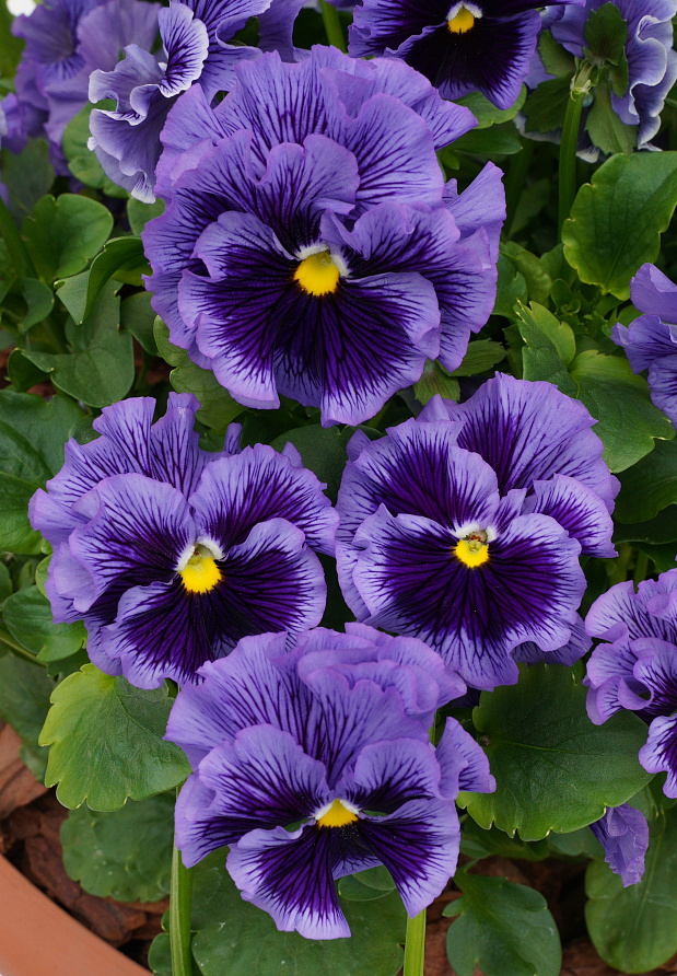 Партнер Виола F1 бахромчатая серия "Танго-манго" РУМБА ^(5шт) 2-ной пак, изображение 2