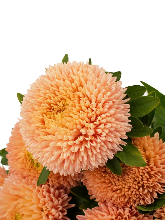 Партнер Астра китайская ОСЕННИЙ ПОЦЕЛУЙ ^(5шт в амп), изображение 1