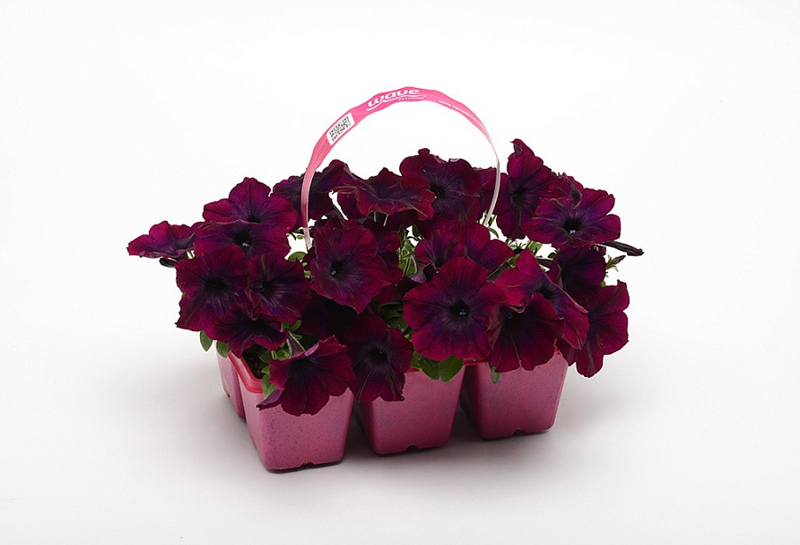 Партнер Петуния F1 серия ИЗИ ВЭЙВ БУРГУНДИ ВЕЛЮР/ многоцветковая каскадно-ампельная^(5шт в амп), изображение 5