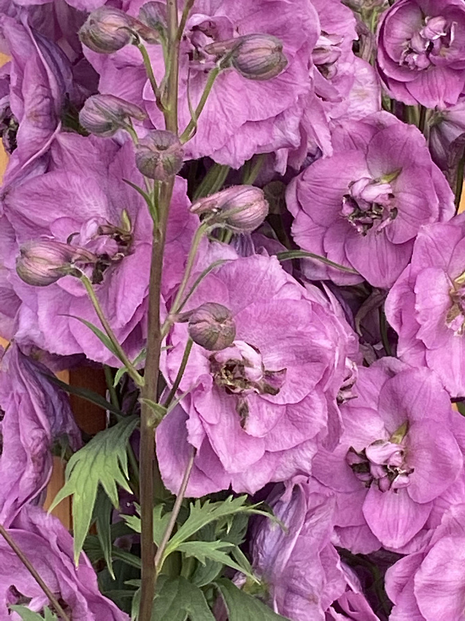 Партнер Дельфиниум F1 новозеландский ДАСКИ МАЙДЕНС ^(3шт), изображение 3