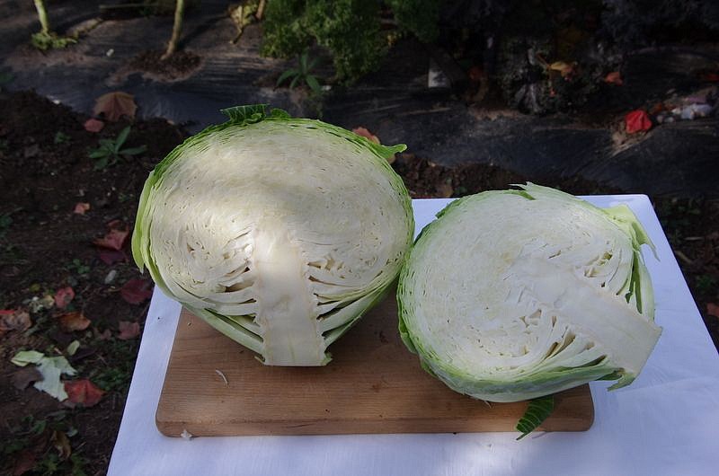 Партнер Капуста б/к КИЛАТОН F1 ^(10шт в амп), изображение 6