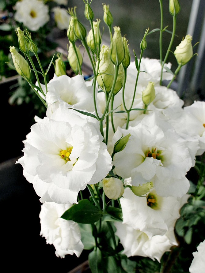 Партнер Эустома F1 срезочная махровая МАДАМ ЛОРЕН ^(5шт в амп), изображение 1