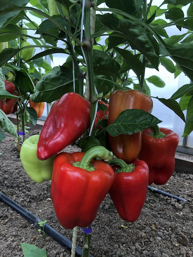 Партнер Перец РЕГОР F1 ^(5шт) 2-ной пак, изображение 5