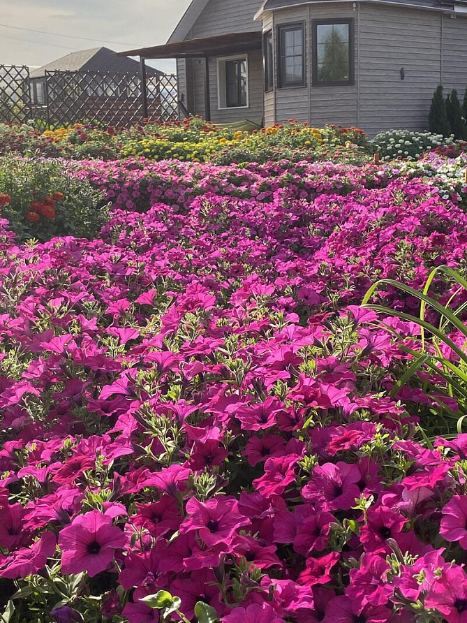 Партнер Петуния серия "Вивальди" ТАЙНА F1 / крупноцветковая ампельная^(5шт в амп), изображение 5