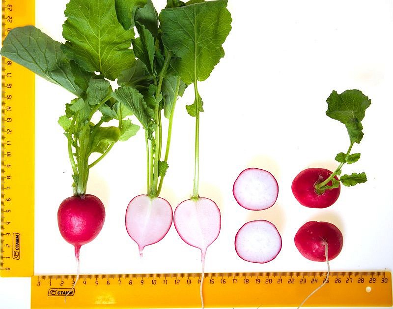 Партнер Редис ЦАРЕВНА F1 ^(1г), изображение 4