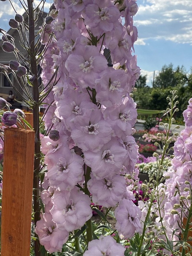 Партнер Дельфиниум F1 новозеландский ПИНК БЛАШ ^(3шт), изображение 2