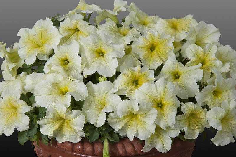 Партнер Петуния серия "Лулу" ЛАЙМЛАЙТ F1 / крупноцветковая каскадная^(5шт в амп), изображение 1