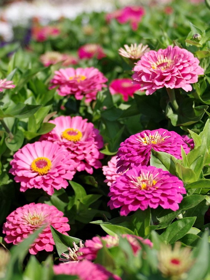 Партнер Цинния F1 ПРИМАВЕРА / георгиновидная ^(4шт), изображение 3