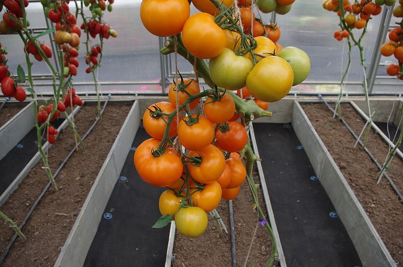 Партнер Томат АНВАР F1 ^(5шт) 2-ной пак, изображение 7