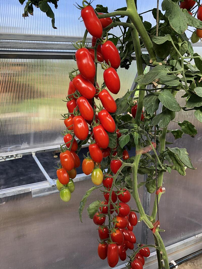 Партнер Томат ЧЕРРИ ВАШЕ БЛАГОРОДИЕ F1 ^(5шт) 2-ной пак, изображение 4